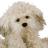Gund Dreyfus